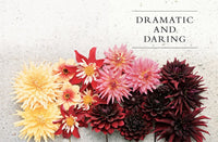 Dahlias
