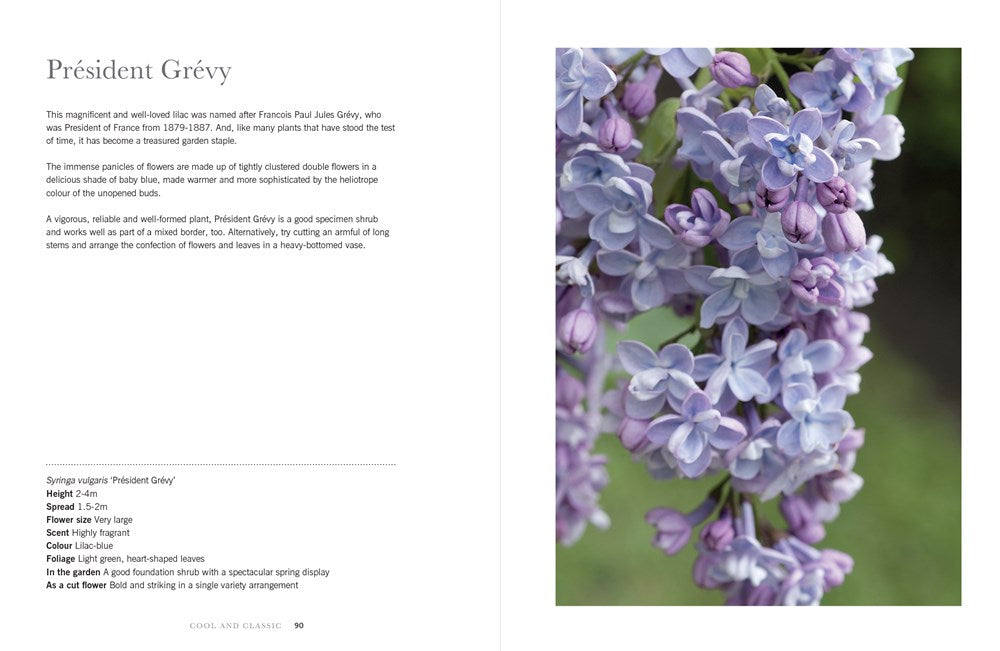 Lilacs