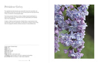 Lilacs