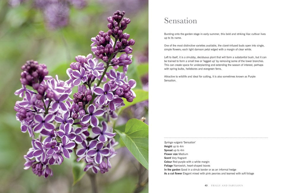 Lilacs