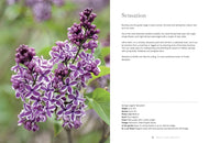 Lilacs