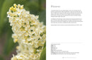Lilacs