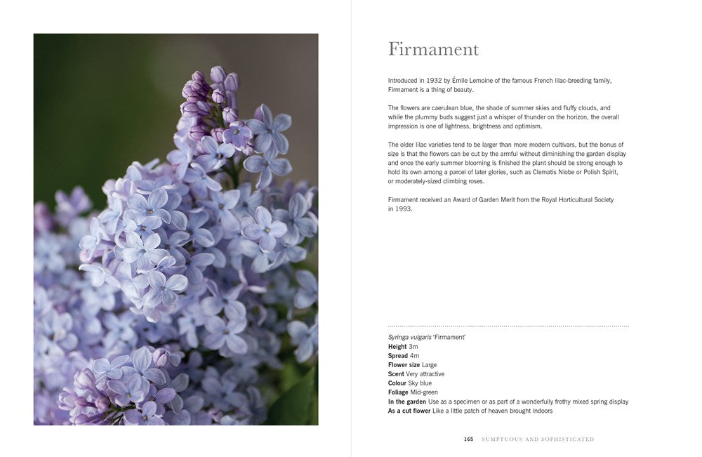 Lilacs