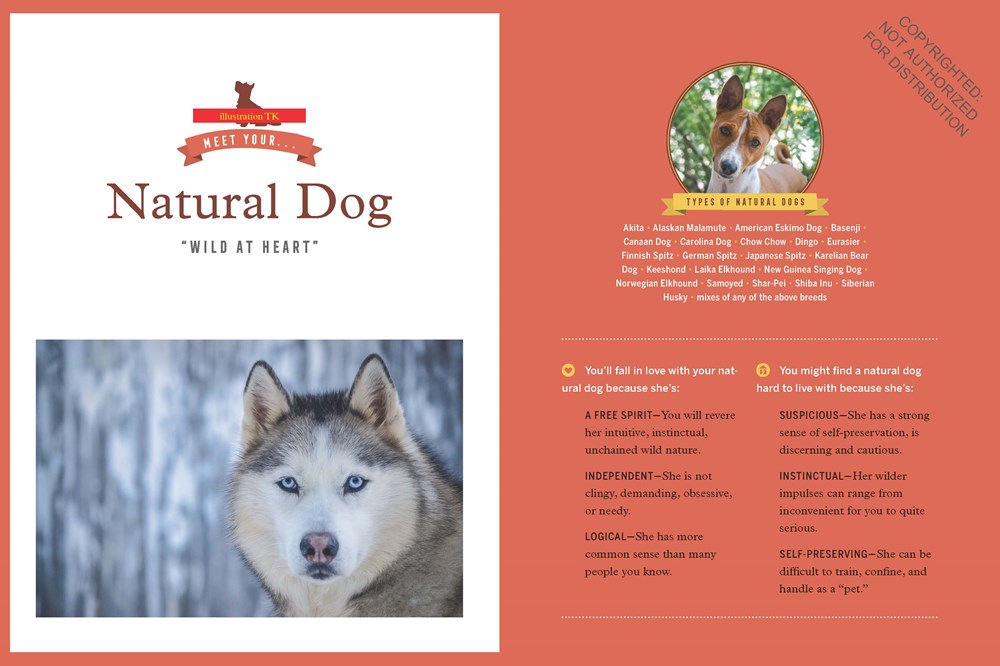 Meet Your Dog