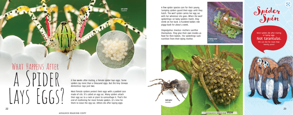 Scurry! The Truth About Spiders