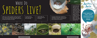 Scurry! The Truth About Spiders
