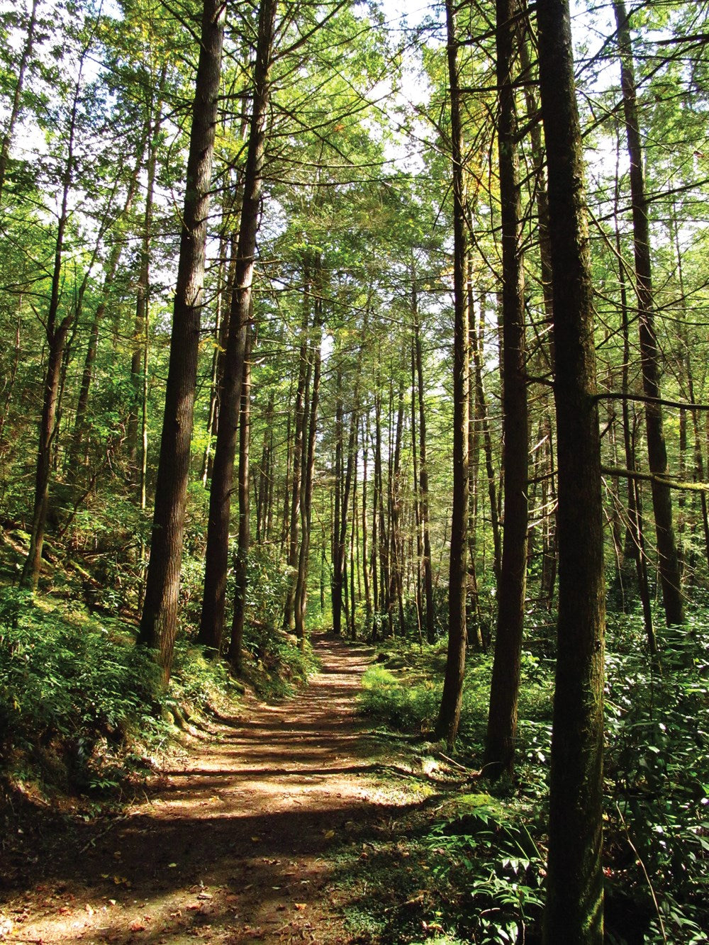 Hiking Waterfalls Tennessee