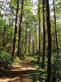 Hiking Waterfalls Tennessee