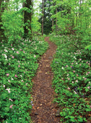 Hiking Waterfalls Tennessee
