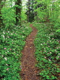 Hiking Waterfalls Tennessee