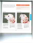 Dog Tricks Even You Can Teach Your Pet