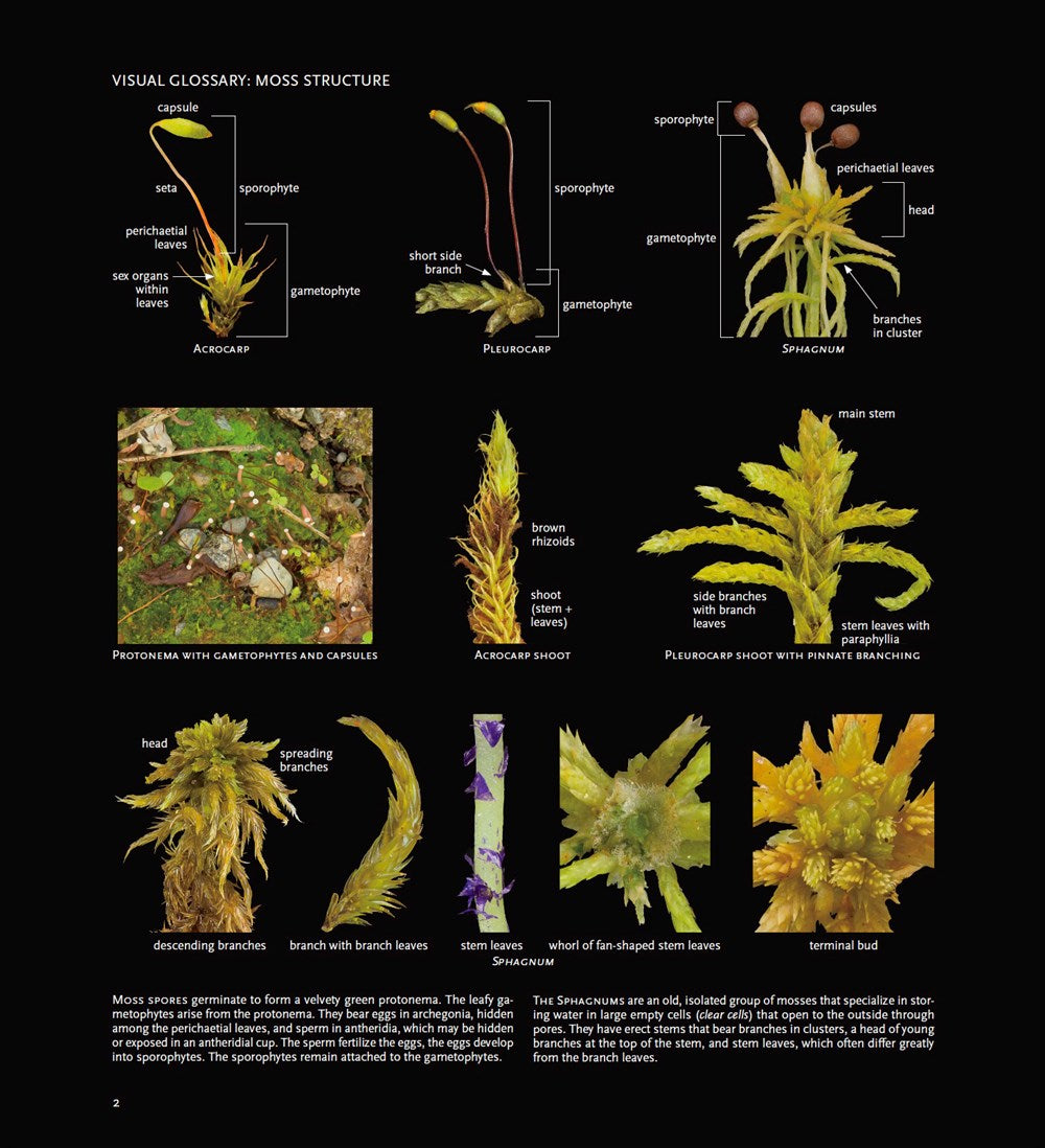 Mosses of the Northern Forest