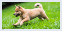 The Dogist Puppies