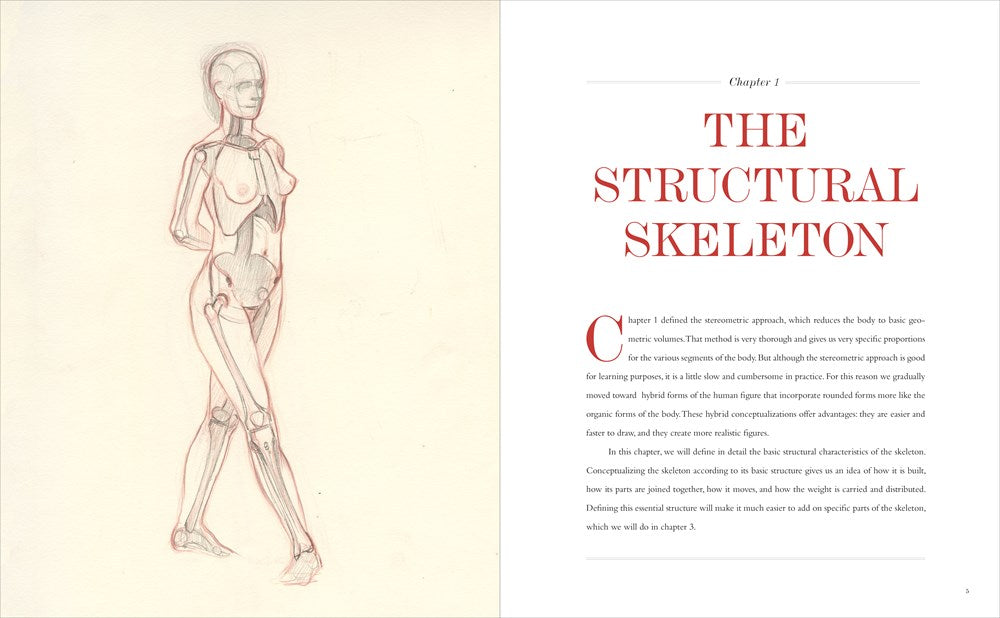 Basic Human Anatomy
