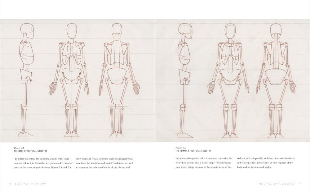 Basic Human Anatomy