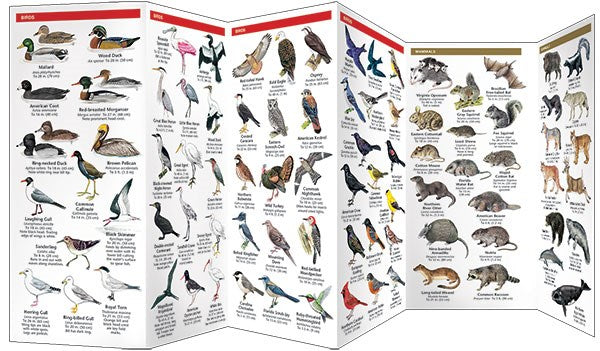 Florida Wildlife