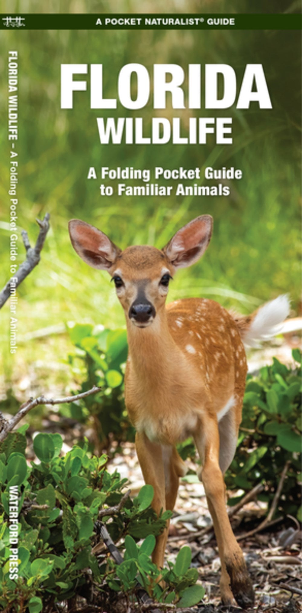 Florida Wildlife: A Folding Pocket Guide to Familiar Animals