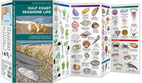 Gulf Coast Seashore Life