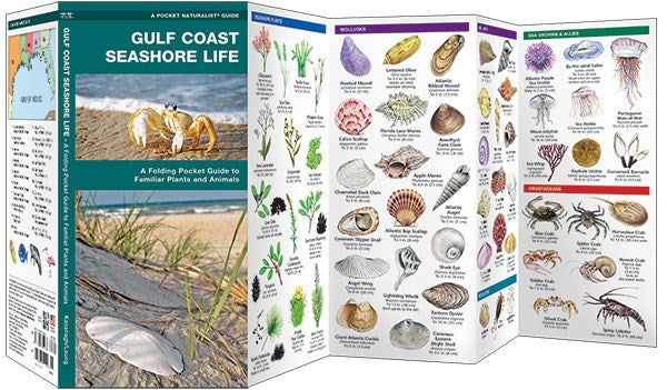 Gulf Coast Seashore Life