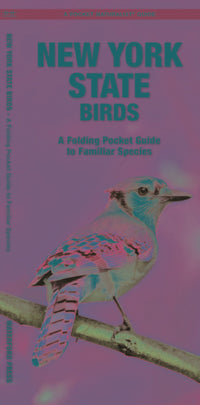 New York State Birds: A Folding Pocket Guide to Familiar Species