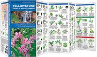 Yellowstone Trees & Wildflowers