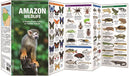 Amazon Wildlife