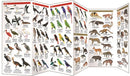 Amazon Wildlife