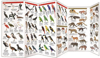 Amazon Wildlife