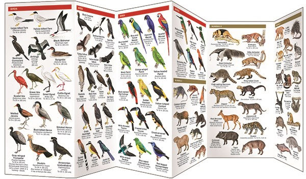 Amazon Wildlife