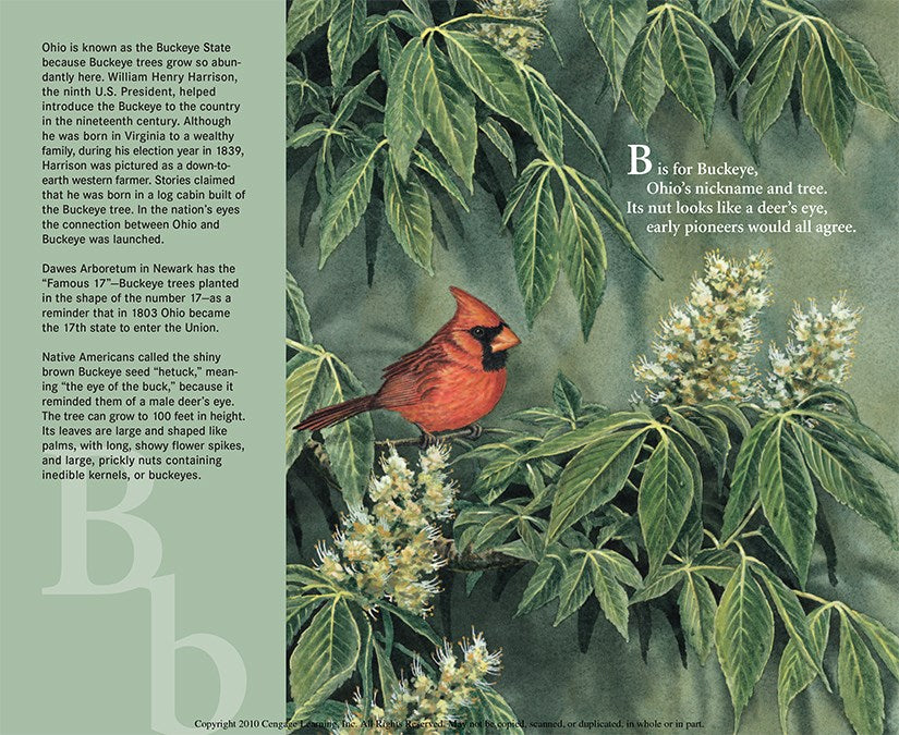 B Is For Buckeye