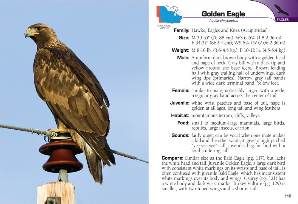 Birds of Prey of the Midwest Field Guide