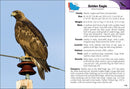 Birds of Prey of the Midwest Field Guide