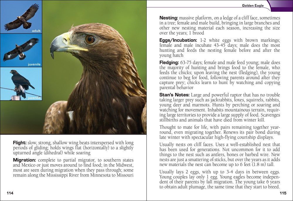 Birds of Prey of the Midwest Field Guide