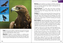 Birds of Prey of the Midwest Field Guide