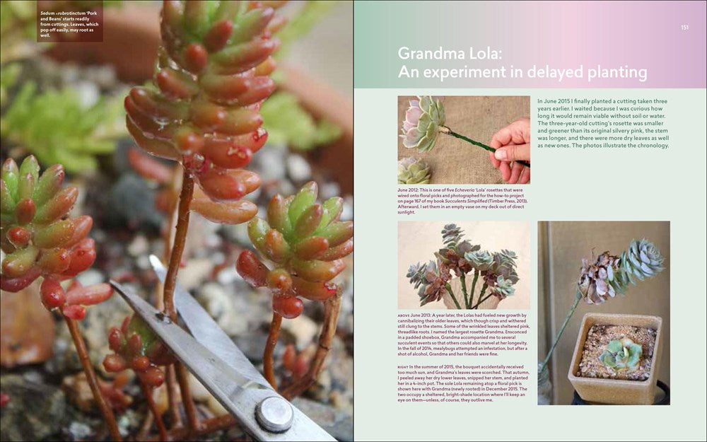 Designing with Succulents