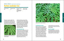 Deer-Resistant Native Plants for the Northeast