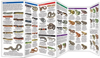 Florida Reptiles & Amphibians