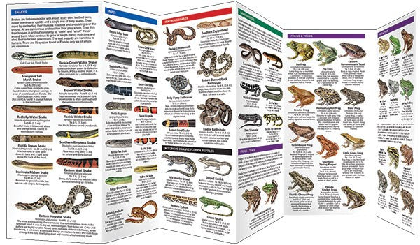 Florida Reptiles & Amphibians