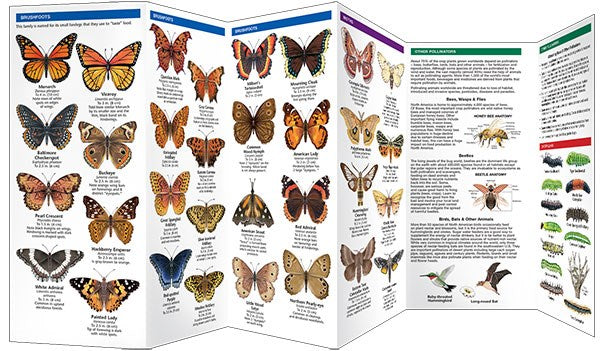 Arizona Butterflies & Pollinators