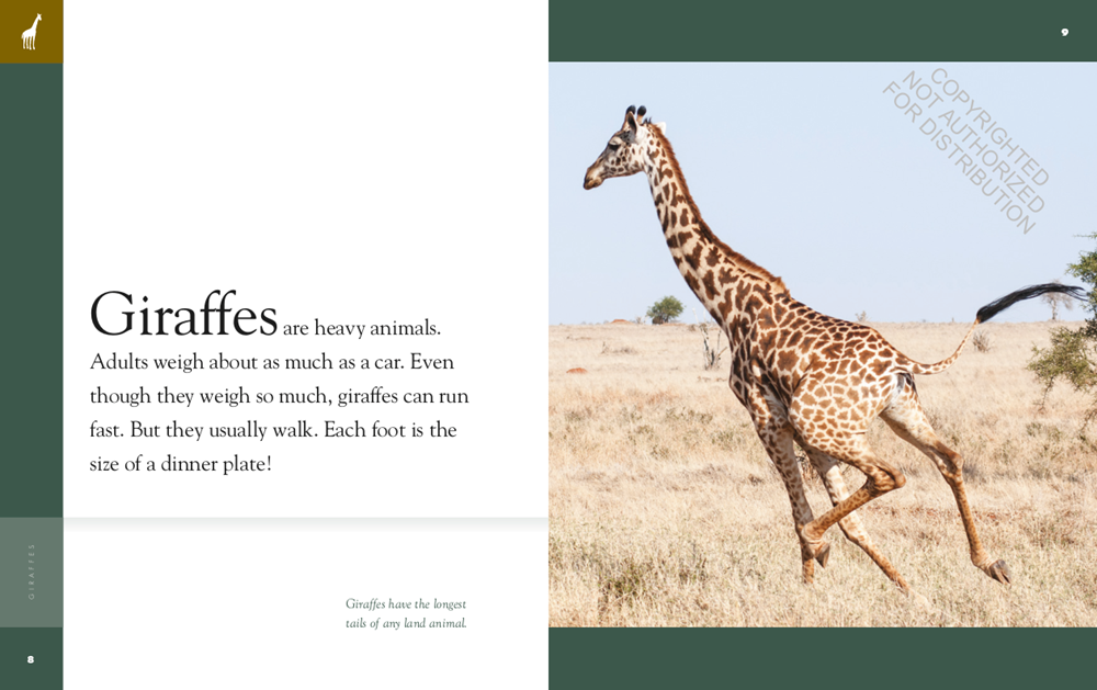 Giraffes