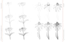 Draw Like an Artist: 100 Flowers and Plants