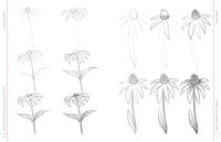 Draw Like an Artist: 100 Flowers and Plants