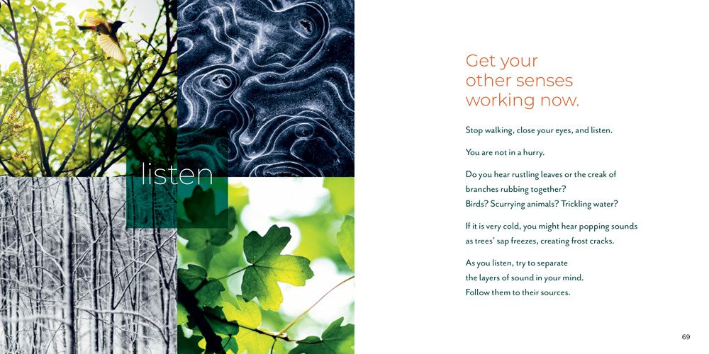 Forest Bathing Retreat