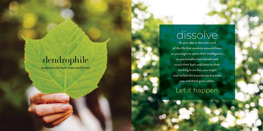 Forest Bathing Retreat