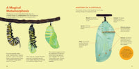 Monarch Butterflies