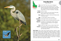 Birds of Idaho Field Guide
