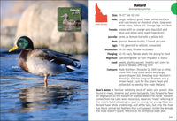 Birds of Idaho Field Guide