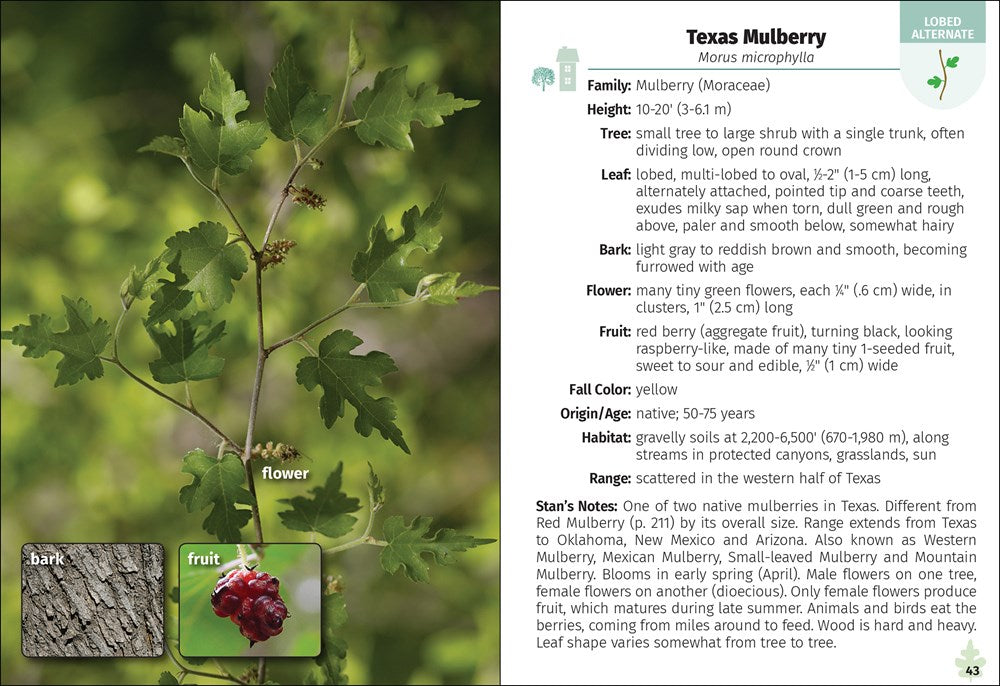 Trees of Texas Field Guide