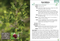 Trees of Texas Field Guide