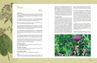 Edible and Medicinal Wild Plants of the Midwest